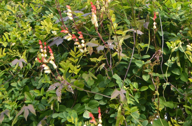 ミナロバータの葉やツル