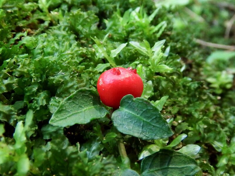 ツルアリドウシの実