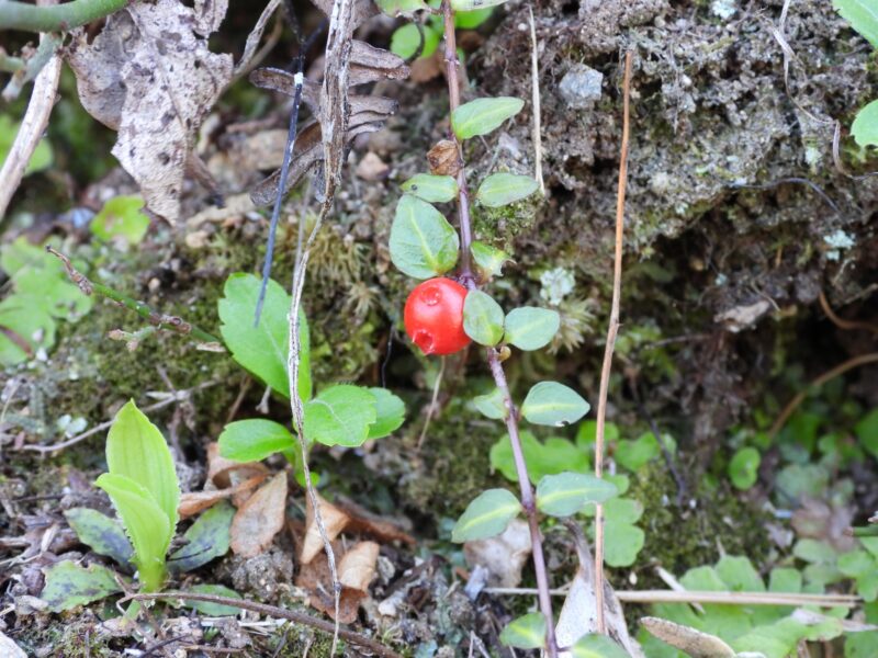 ツルアリドウシの葉と茎