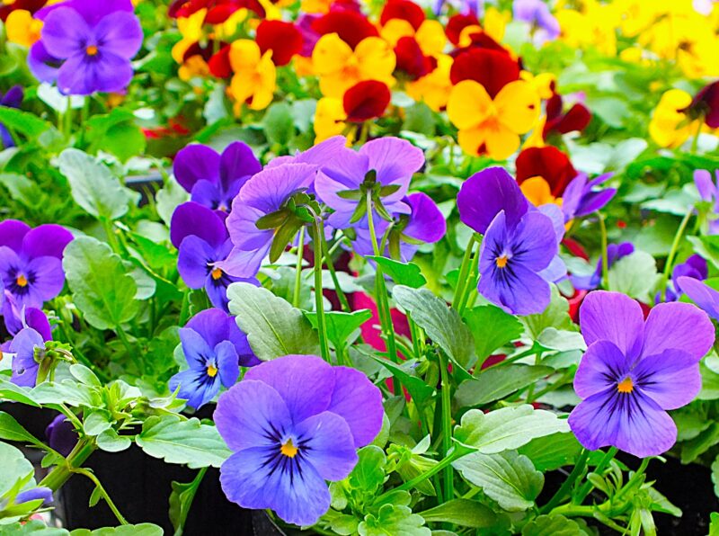 パンジーの茎や葉