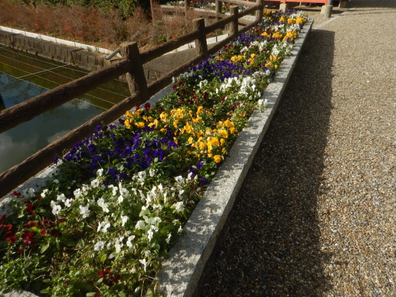 花壇で咲くパンジー