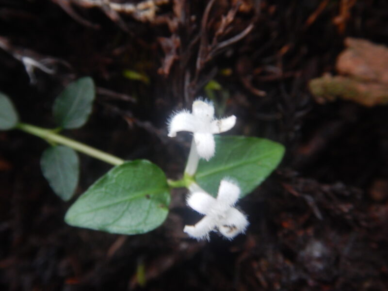 ツルアリドオシの花