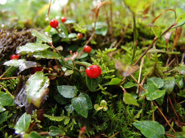 ツルアリドオシ