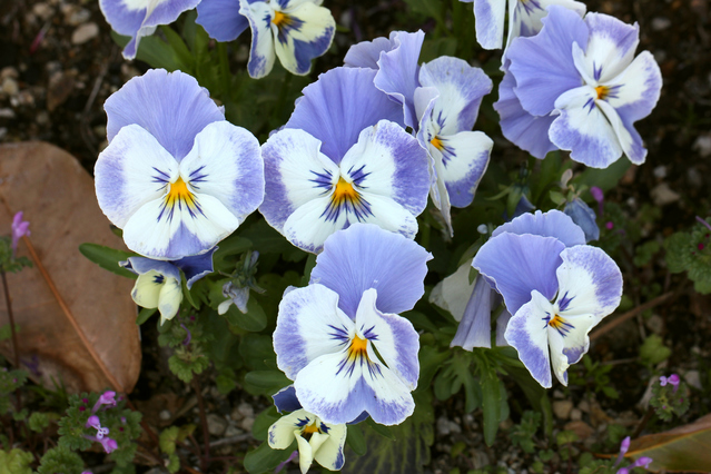 パンジーの花びら