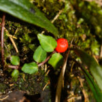 ツルアリドウシ