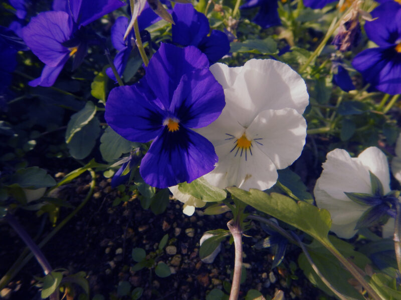 青いパンジー、白いパンジー