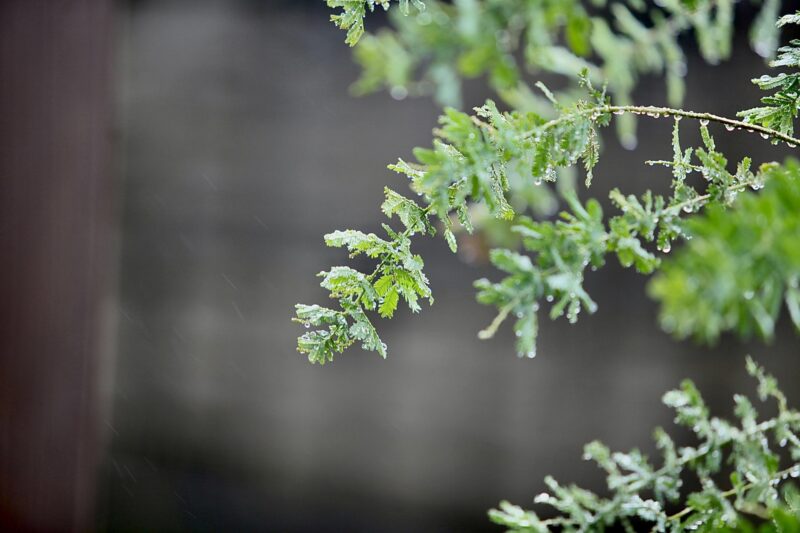 ミモザアカシアの葉