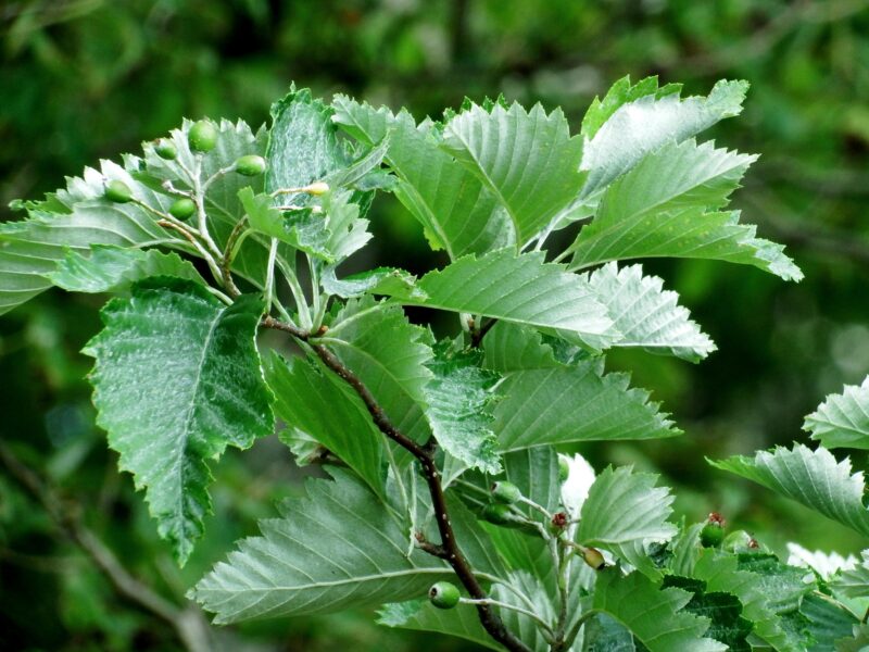 ウラジロノキの葉