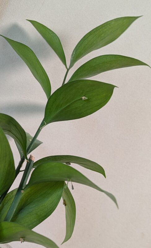 葉の裏にも咲く花