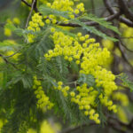 ミモザアカシア