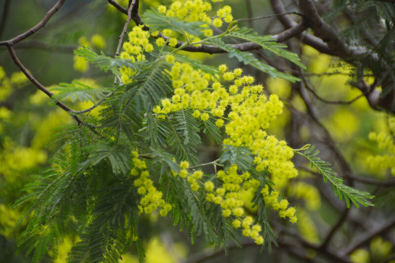 ミモザアカシア