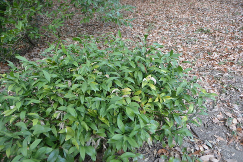 ルスクス・ヒポフィルムの樹形