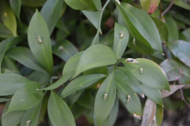 ルスクス・ヒポフィルム