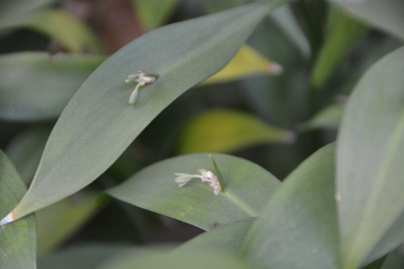 虫のようなルスクス・ヒポフィルムの花