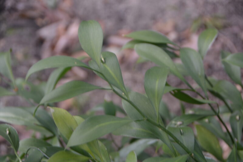 ルスクス・ヒポフィルムの枝
