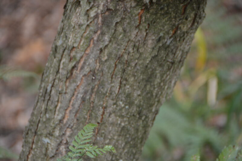 ウラジロノキの幹