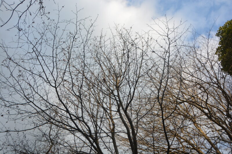 冬のウラジロノキ