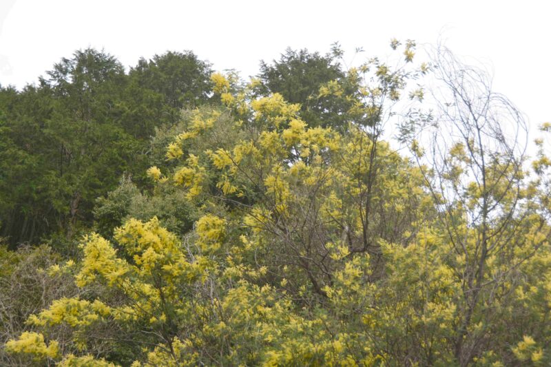 ミモザアカシアの樹
