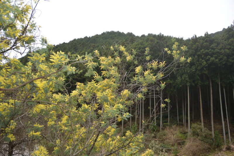 樹全体に咲くミモザアカシア