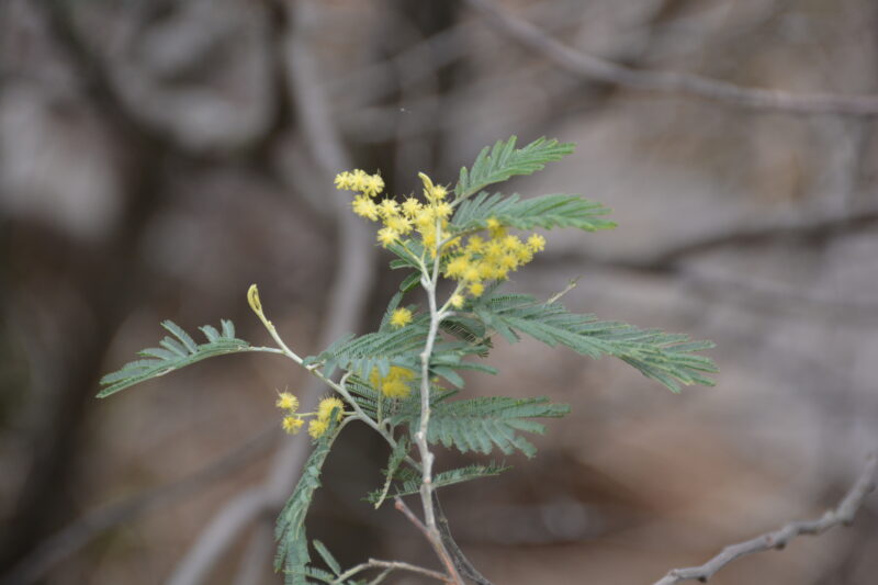 枝先に咲くミモザアカシアの花