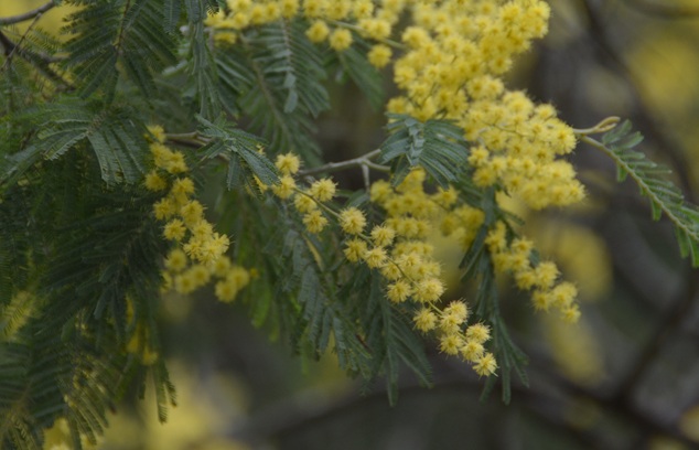ミモザアカシアの花