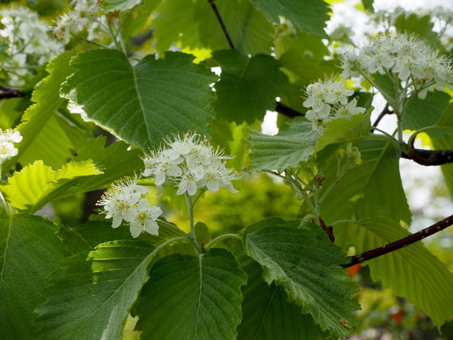 ウラジロノキの花