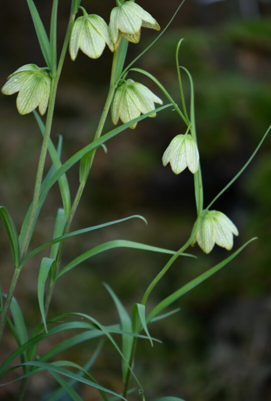 バイモユリの花