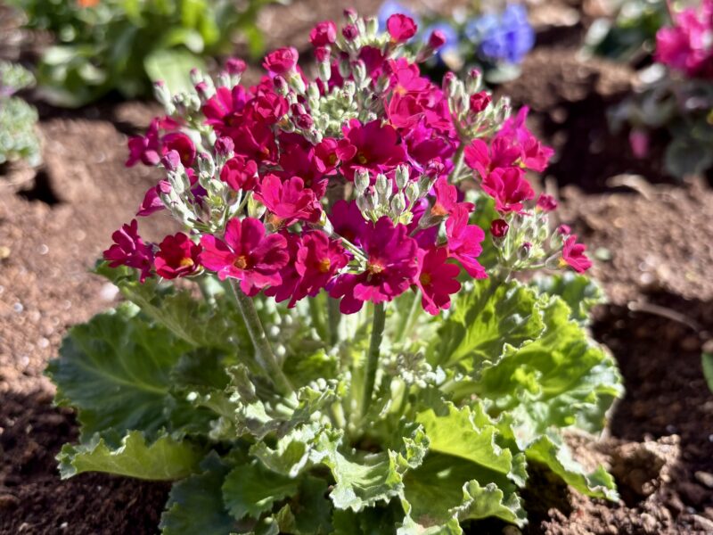 赤いプリムラ・マラコイデス