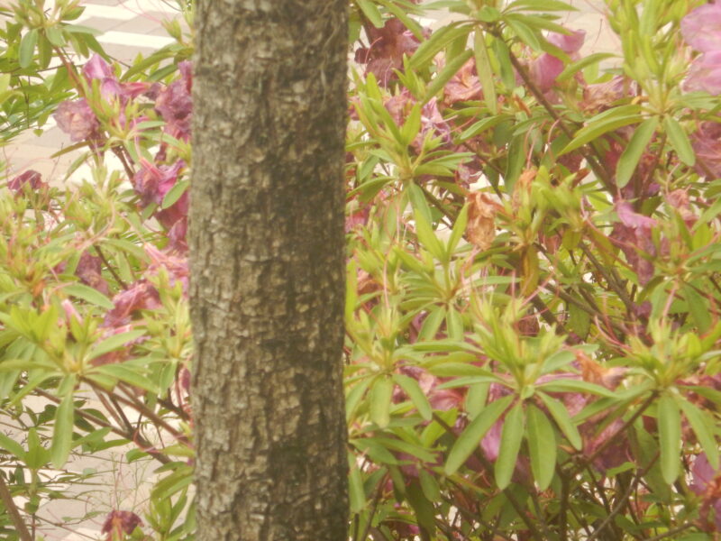 ニオイシュロランの幹