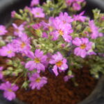 プリムラ・マラコイデス