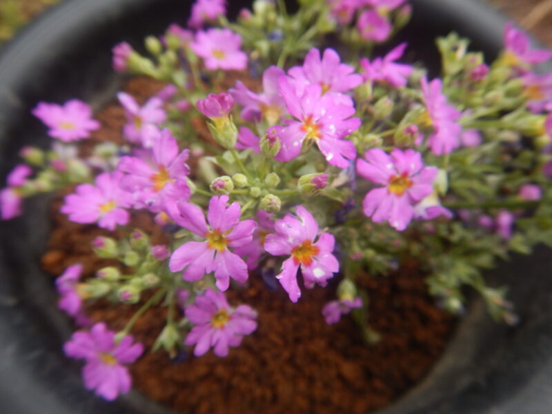 プリムラ・マラコイデスのピンクの花