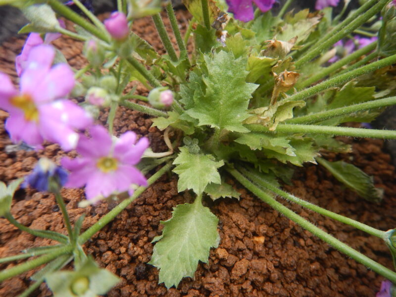 プリムラ・マラコイデスの茎と葉