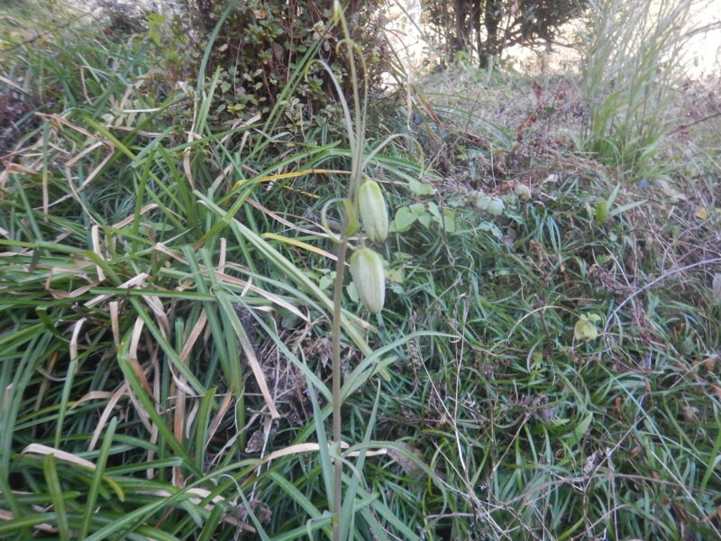 野で咲くバイモユリ