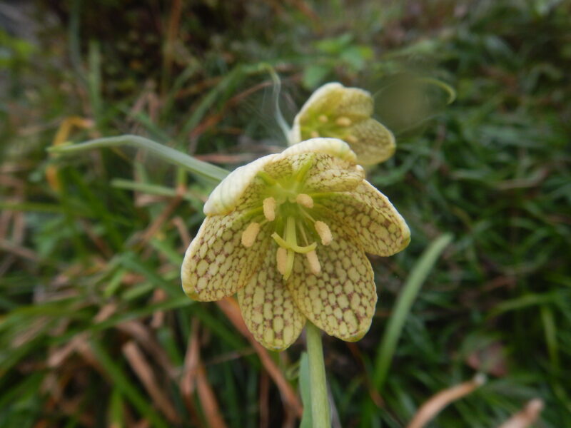 花の内側につく模様