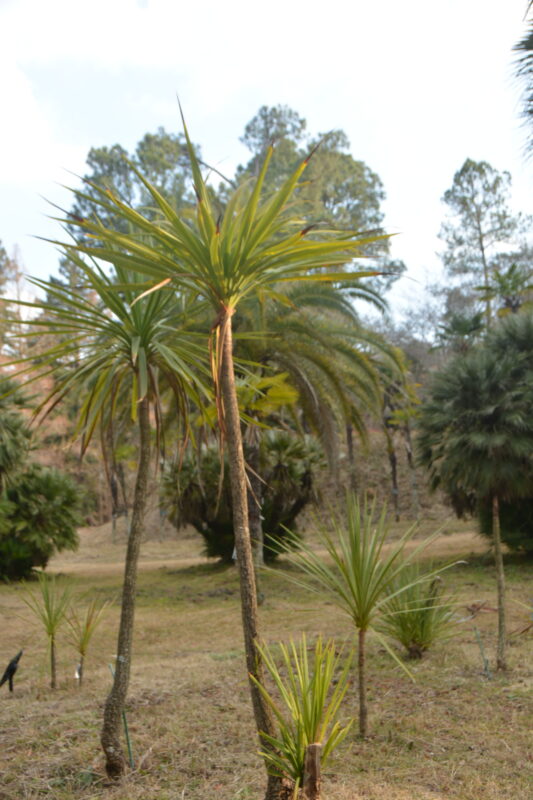 ニオイシュロランの樹