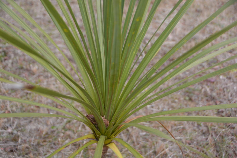 ニオイシュロランの葉
