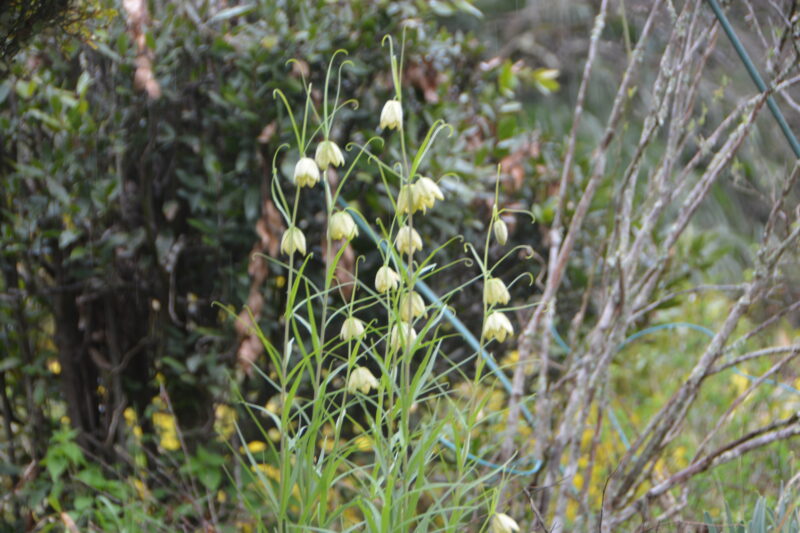 たくさん咲く花たち