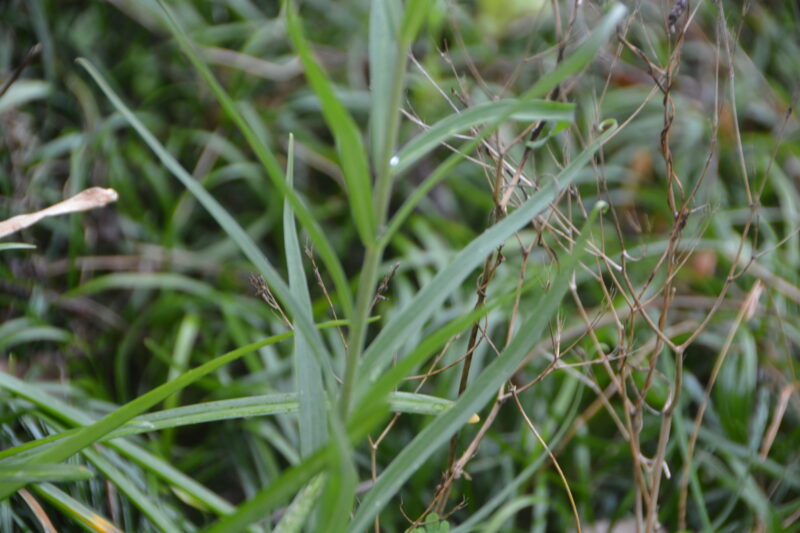 バイモユリの葉、茎
