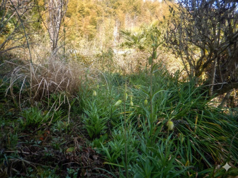 たくさん咲く花たち