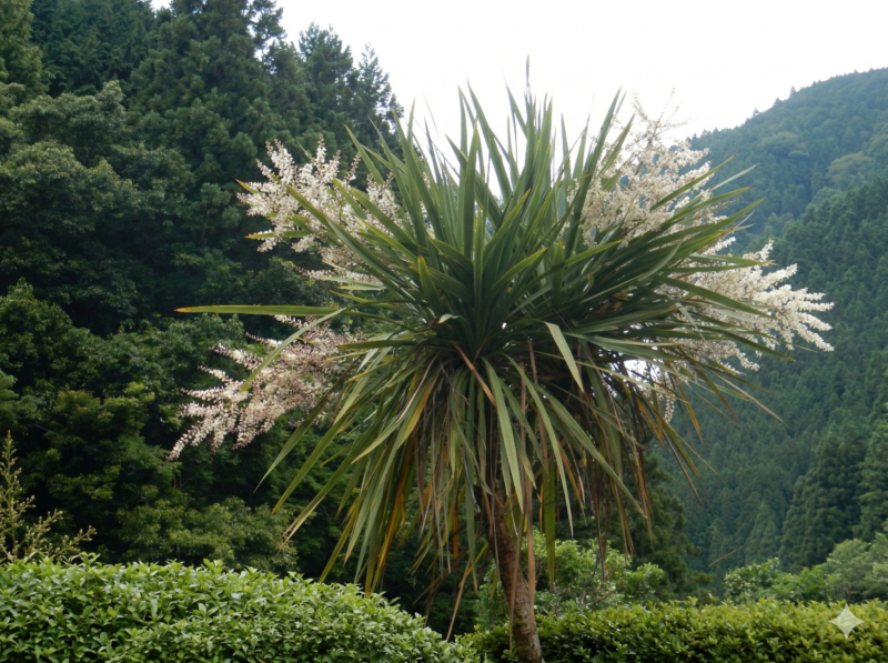 ニオイシュロランの花