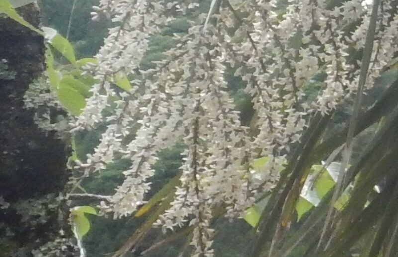 ニオイシュロランの花