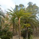 ニオイシュロラン