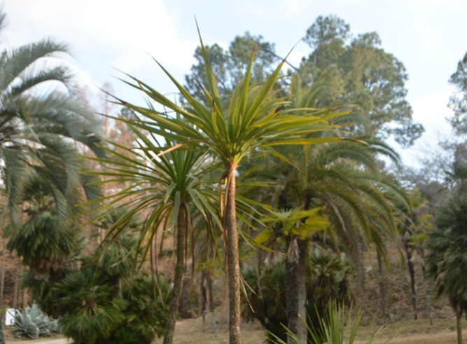 ニオイシュロラン