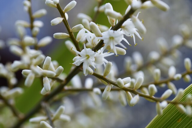 近くで見るニオイシュロランの花