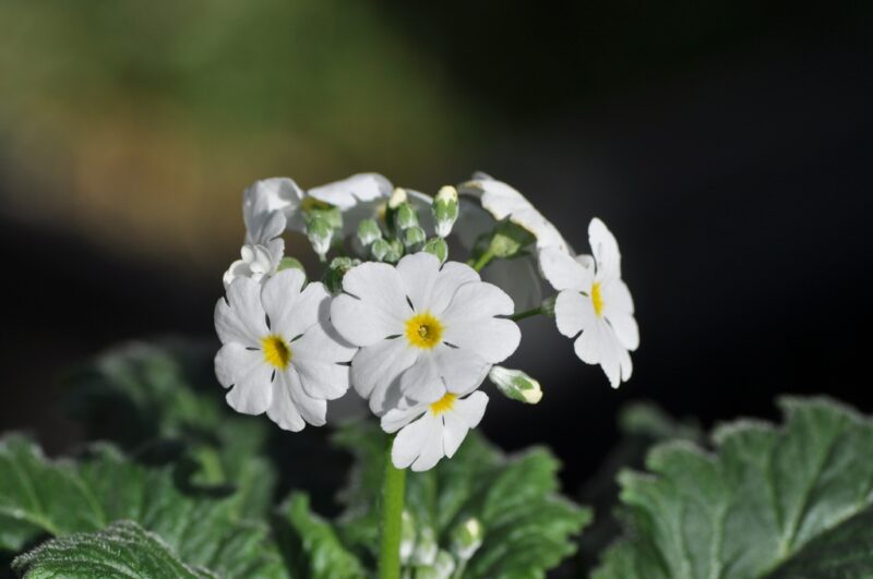 白いプリムラ・マラコイデス