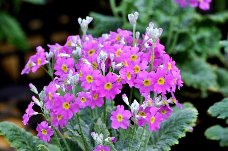 プリムラ・マラコイデスの花