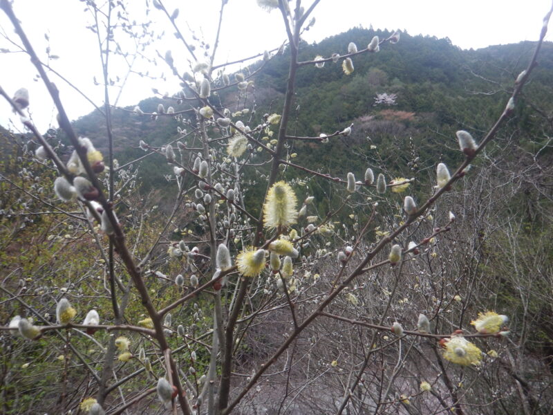 バッコヤナギの花