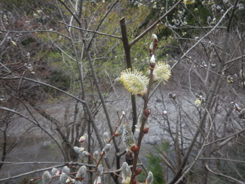 バッコヤナギの花