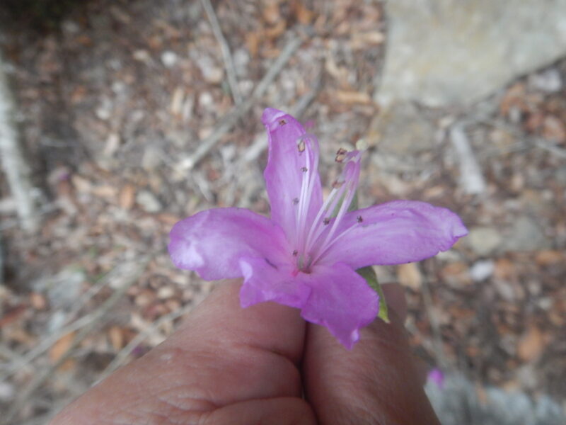 コバノミツバツツジの花