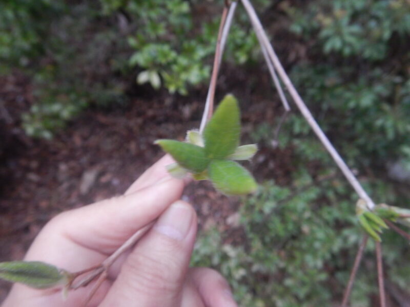 コバノミツバツツジの葉